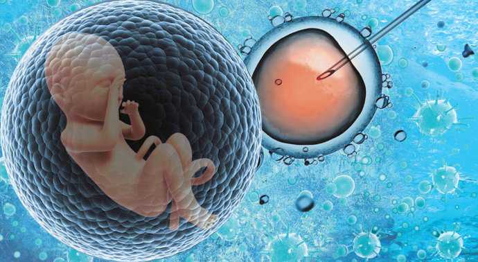 45岁卵巢早衰吃什么好&供卵怎么收费的,孕期各周胎儿发育标准
